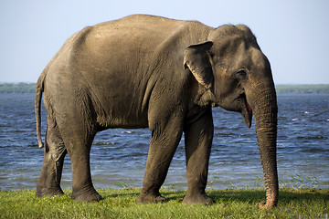 Image showing Young elephant in the national park