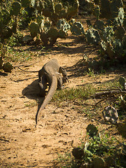 Image showing Young waran in a national park