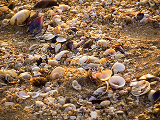 Image showing Colorful shells in the sand