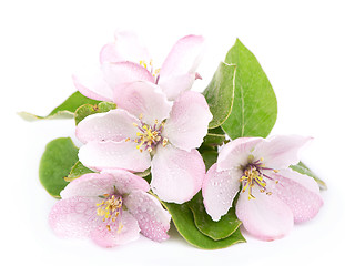 Image showing apple tree blossoms