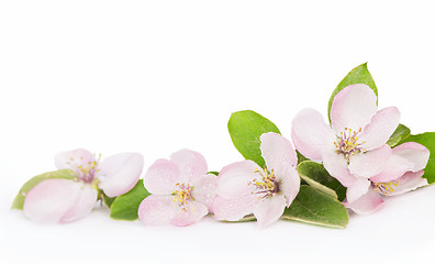 Image showing apple tree blossoms