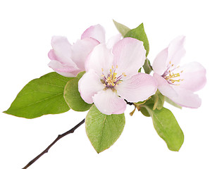 Image showing apple tree blossoms