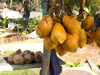 Image showing Coconuts hanging on a stand at the beach