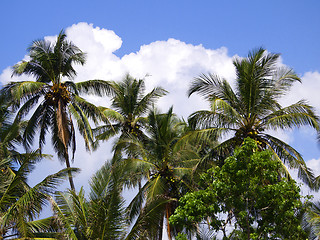 Image showing Beautiful palm landscape at the beach