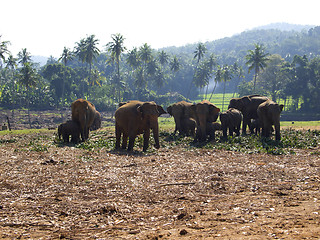 Image showing Herd of elephants at the orphanage