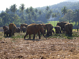 Image showing Herd of elephants at the orphanage