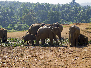 Image showing Herd of elephants at the orphanage