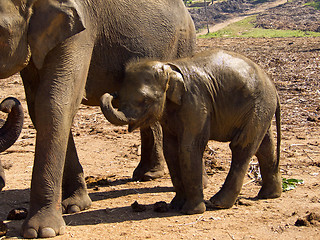 Image showing Herd of elephants at the orphanage