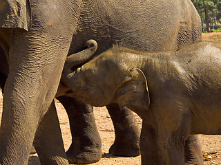 Image showing Herd of elephants at the orphanage