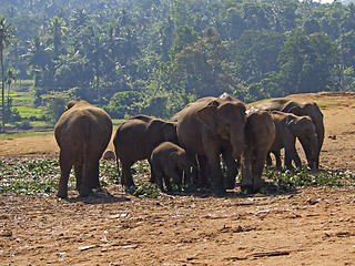 Image showing Herd of elephants at the orphanage