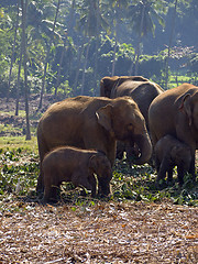 Image showing Herd of elephants at the orphanage