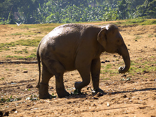 Image showing Herd of elephants at the orphanage