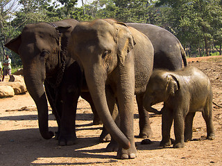 Image showing Herd of elephants at the orphanage