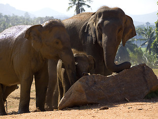 Image showing Herd of elephants at the orphanage