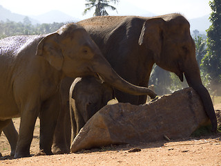 Image showing Herd of elephants at the orphanage