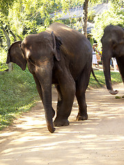 Image showing Handicapped elephant at the orphanage