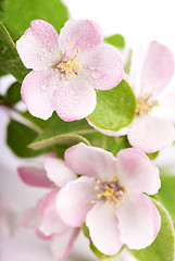 Image showing apple tree blossoms