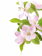 Image showing apple tree blossoms