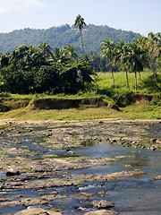 Image showing Palm landscape in Sri Lanka