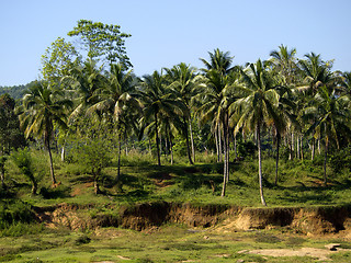 Image showing Palm landscape in Sri Lanka