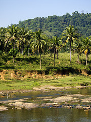 Image showing Palm landscape in Sri Lanka