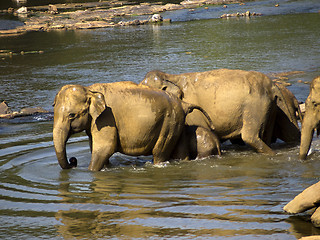 Image showing Elephant bathing at the orphanage