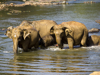 Image showing Elephant bathing at the orphanage