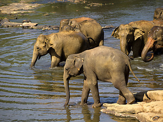 Image showing Elephant bathing at the orphanage