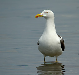 Image showing Lesser Black-backed