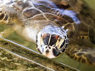 Image showing Turtle at the rearing station in Sri Lanka