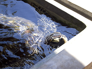 Image showing Turtle at the rearing station in Sri Lanka