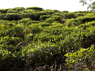 Image showing Tea plantation in Sri Lanka