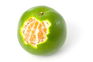 Image showing Single green Mandarin orange

