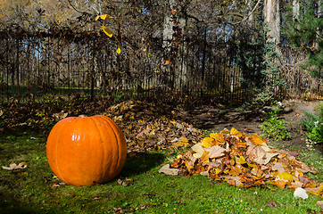 Image showing pumpkin and pile dried leaves. Autumnal concept. 