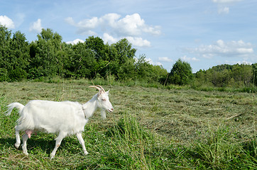 Image showing meadow graze white goat nibble on grass 