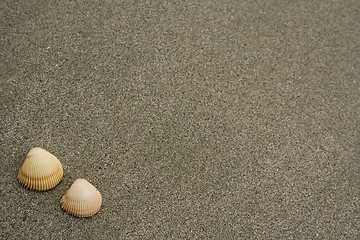 Image showing Two seashells

