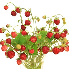 Image showing Wild strawberry