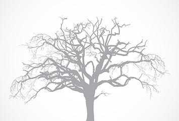 Image showing Bare old dry dead tree silhouette without leaf - oak crown