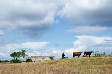 Image showing Grazing cattle in front of an old castle ruin