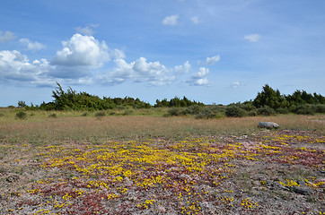 Image showing Colourful summer view