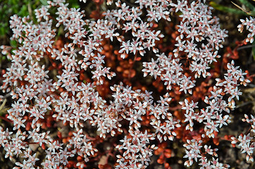 Image showing Background of white stonecrop