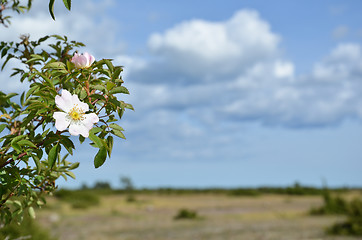 Image showing Blossom wild hip rose 