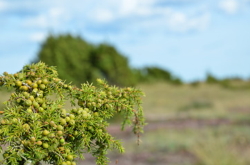 Image showing Green juniper berries at a branch