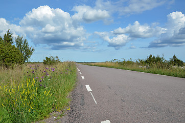 Image showing Blossom road side at a summer meadow