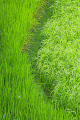 Image showing Rice field