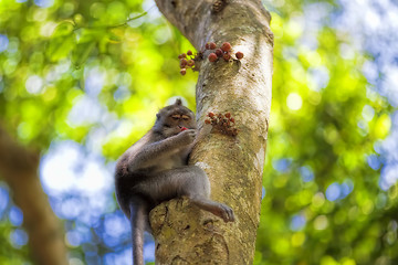 Image showing Long-tailed Macaque Monkey