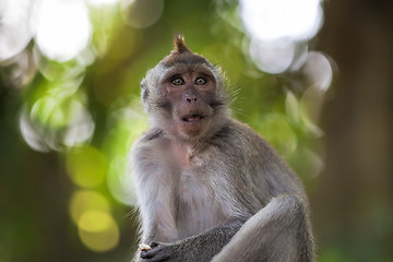 Image showing Long-tailed Macaque Monkey