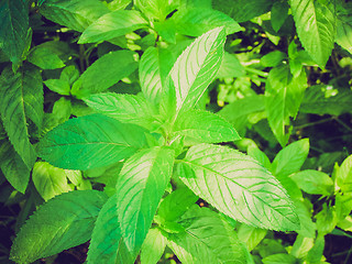 Image showing Retro look Peppermint picture