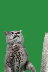 Image showing British Shorthair Cat Cutout