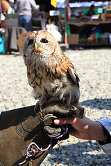 Image showing owl in human hand 